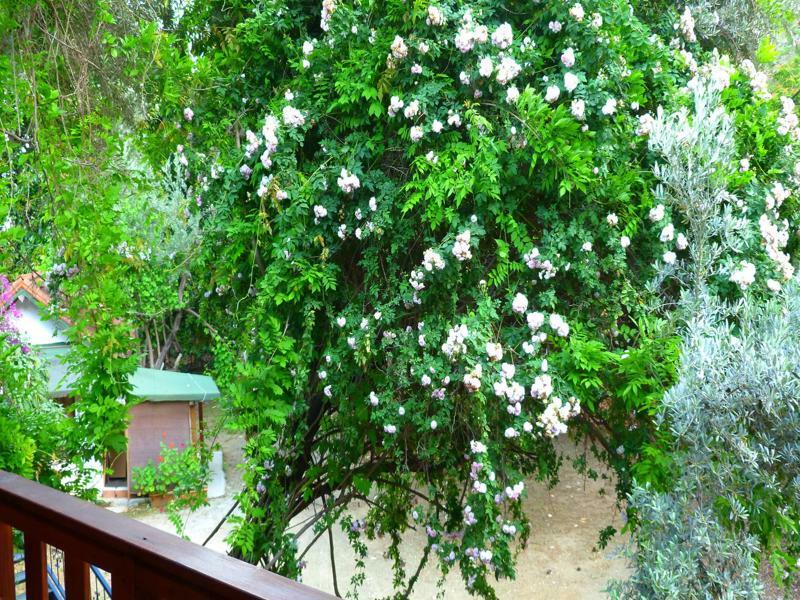 Cirali Simge Holiday Houses Экстерьер фото